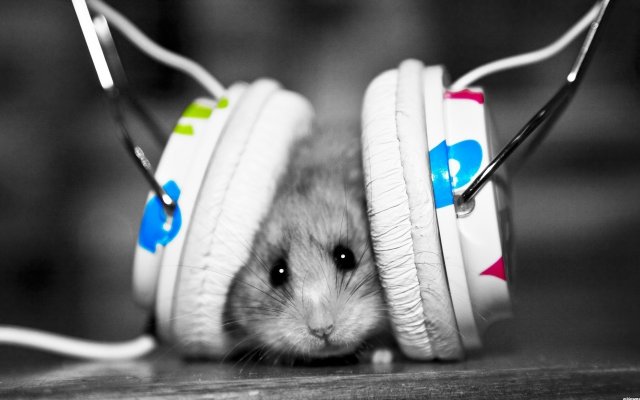 dubstep-hamster-desktop-38211